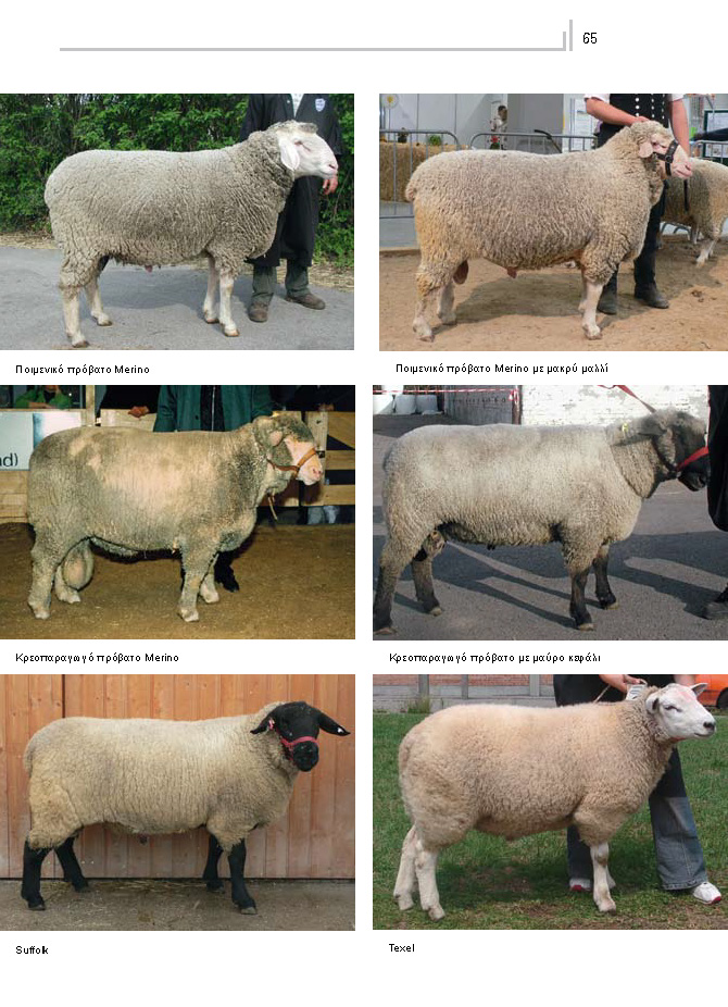 Φυλές προβάτων διεθνείς