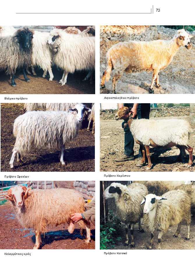 Φυλές προβάτων ελληνικές