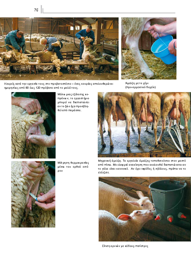 Άμελξη προβάτων