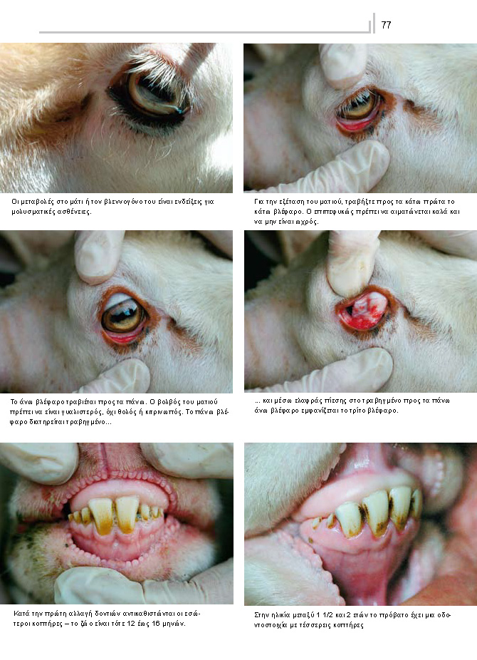 Υγιεινή προβάτων